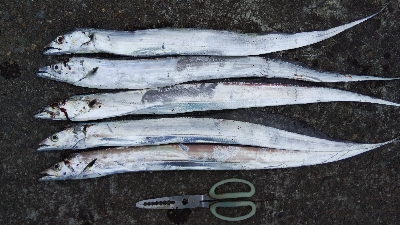 タチウオテンヤ