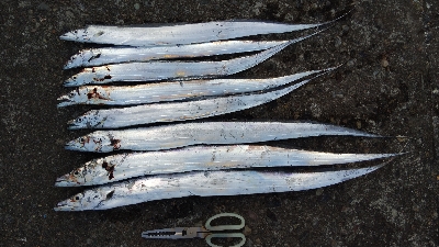 タチウオテンヤ