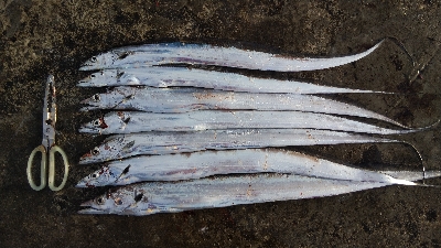 タチウオテンヤ