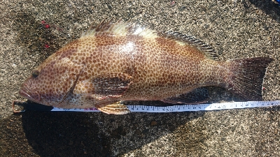 久し振りの釣果