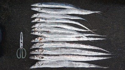 タチウオとツバス