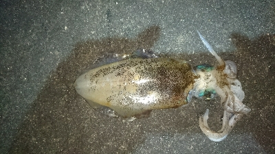 久しぶりにサビキをやってみた