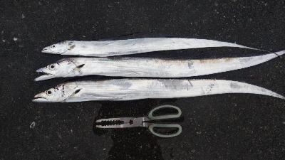 タチウオとカマス