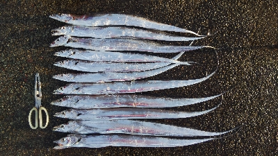 タチウオとヒラメ