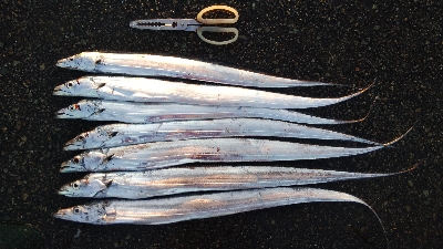 テンヤでタチウオ