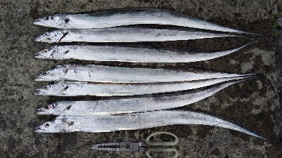 テンヤでタチウオ