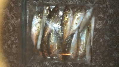 久しぶりのアジング