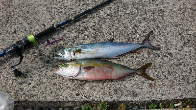 サーフショアジギ