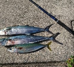 サーフショアジギ