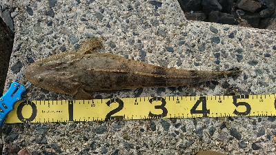 9月突入四日市サーフマゴチはまだ行ける？