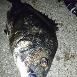 アコウ狙いが…