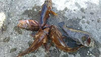 投げ釣りでガシラ