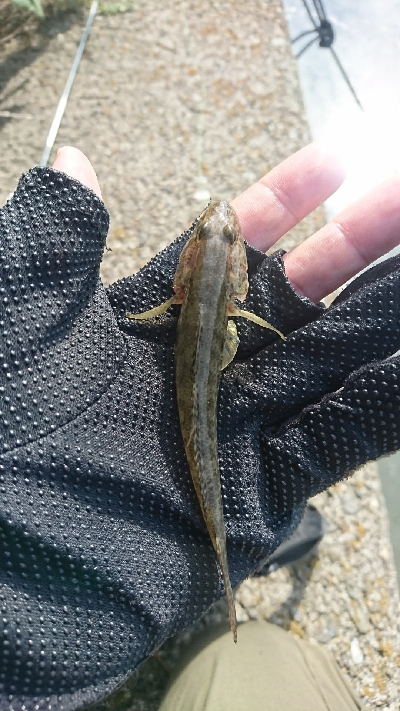 楠漁港でハゼ釣り