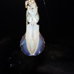 サイズアップならず。