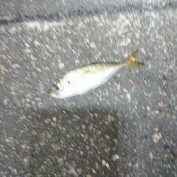 サイズアップ目指して