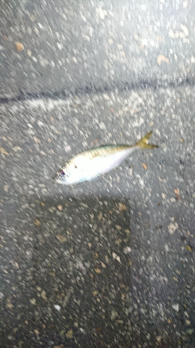 サイズアップ目指して