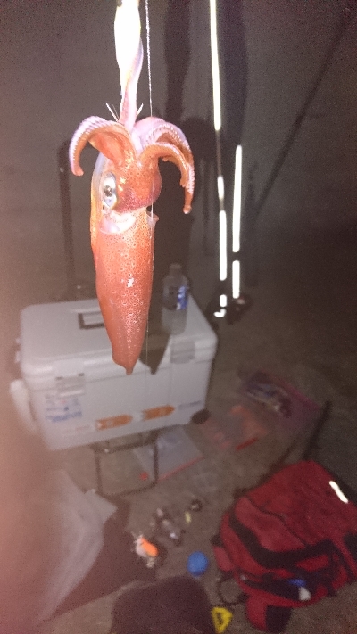 今年初のケンサキ