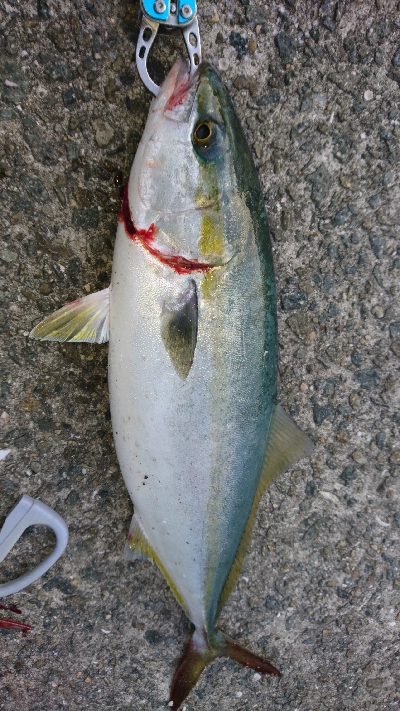 今年初のハマチ