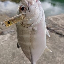 三重の海メッキ絶好調！