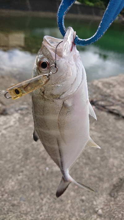 三重の海メッキ絶好調！