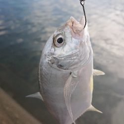 メッキ用タックルに良型シオ!