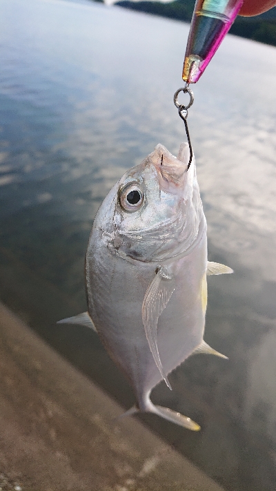メッキ用タックルに良型シオ！