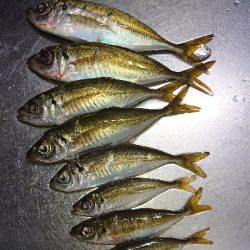 厳しいアジング