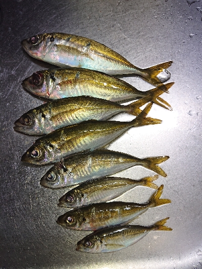 厳しいアジング