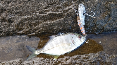 シオもメッキも好調？？？