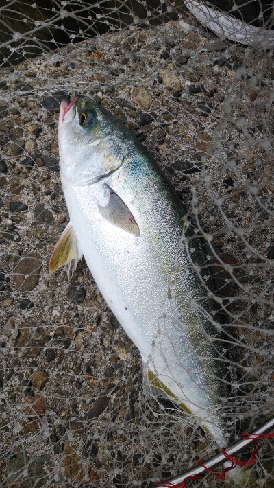大潮なので期待しましたが…