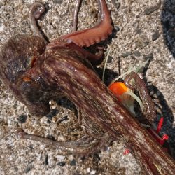 オクトパッシング!!