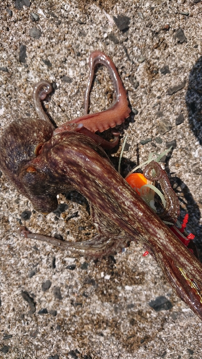 オクトパッシング！！