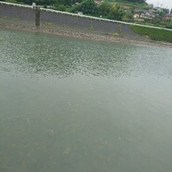今朝の釣果