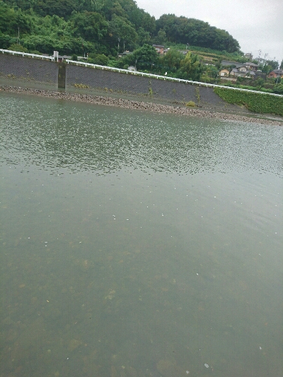 今朝の釣果