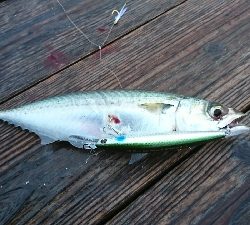 大阪から２日続けての参戦>゜)))彡