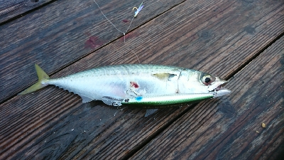 大阪から２日続けての参戦>゜)))彡…