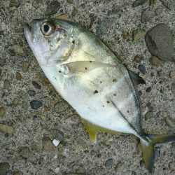 メッキ二匹&アオリイカ9匹釣果