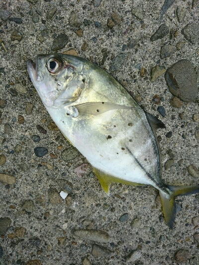 メッキ二匹&アオリイカ9匹釣果