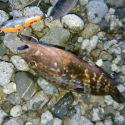 ショアジギング&アオリイカ調査