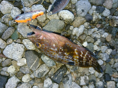 ショアジギング&アオリイカ調査