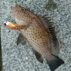 仕事帰りの夕マズメルアーフィッシング