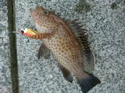 仕事帰りの夕マズメルアーフィッシング