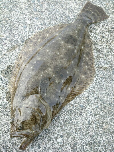 フラット調査！一投目にヒラメヒット！！