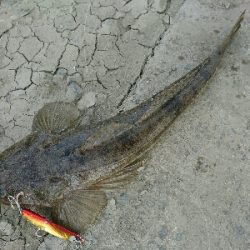 フラット狙いで、マゴチとタチウオゲット!!