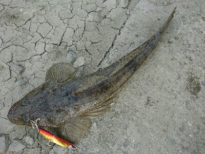 フラット狙いで、マゴチとタチウオゲット！！…