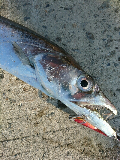 フラット狙いで、タチウオ釣果！！