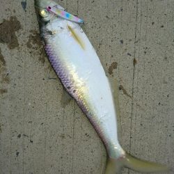 フラット狙いで、有明ターポンとエソ釣果