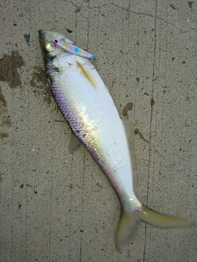 フラット狙いで、有明ターポンとエソ釣果