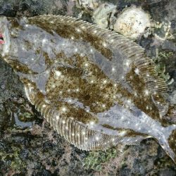 フラットフィッシュ祭り!ハタもきました。