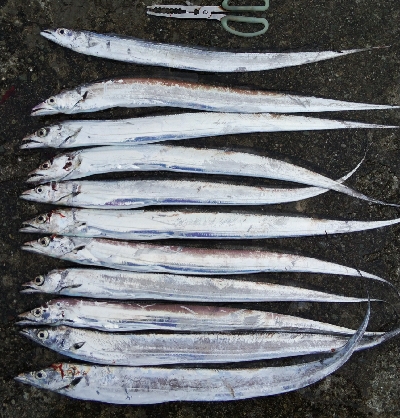 タチウオテンヤ